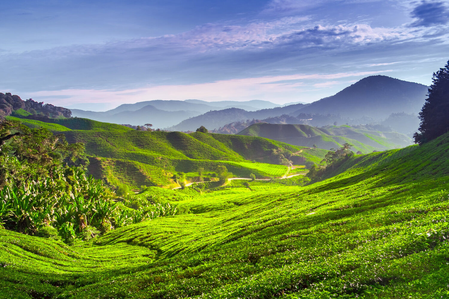 Malaysia_0000_Malaysia-CameronHighlands-shutterstock_195343844